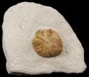 Lovenia Sea Urchin Fossil - Beaumaris, Australia #31069-1